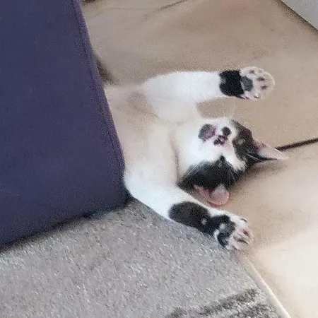 Schwalbennest 公寓 *